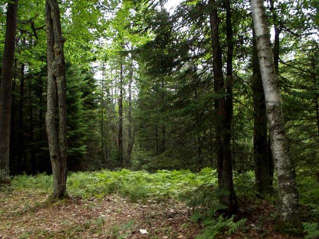 On Sand Lake Road, Unit LOT 3 Eagle River, WI 54521 - Photo 3 of 4 Gallery Image 3