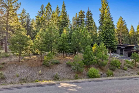 a view of a forest with trees in the background