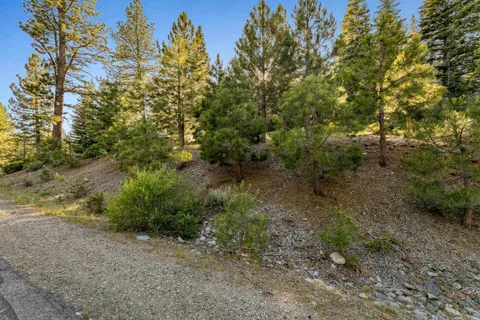 a view of a forest with trees in the background