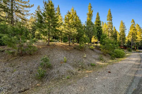a view of a yard with a tree