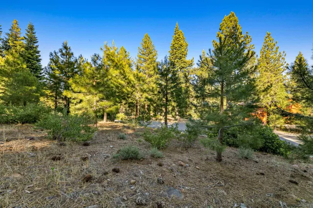 a view of a forest with trees