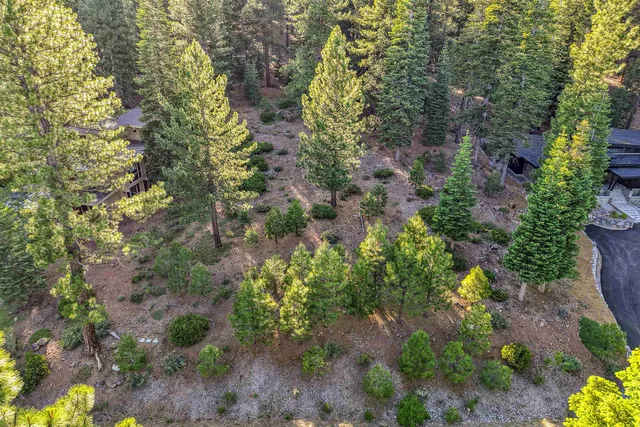 a view of a garden with plants and trees