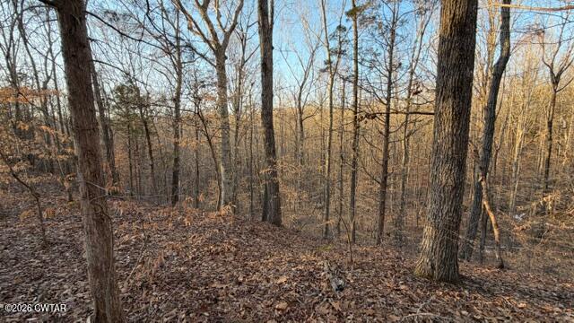 0 Baudy James Road Cedar Grove, TN 38321 - Photo 13 of 31 a view of a yard with lots of trees