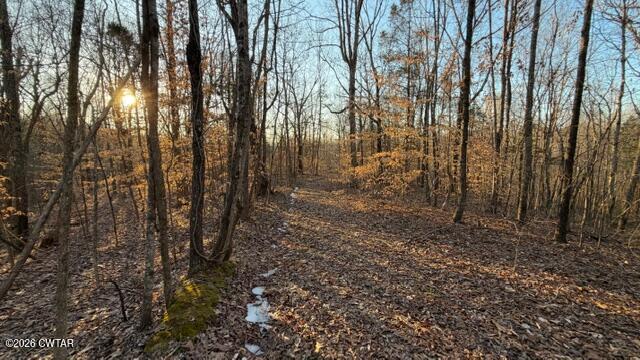 0 Baudy James Road Cedar Grove, TN 38321 - Photo 20 of 31 a view of a yard with lots of trees