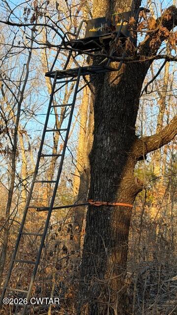 0 Baudy James Road Cedar Grove, TN 38321 - Photo 10 of 31 a close up of a tree in a yard