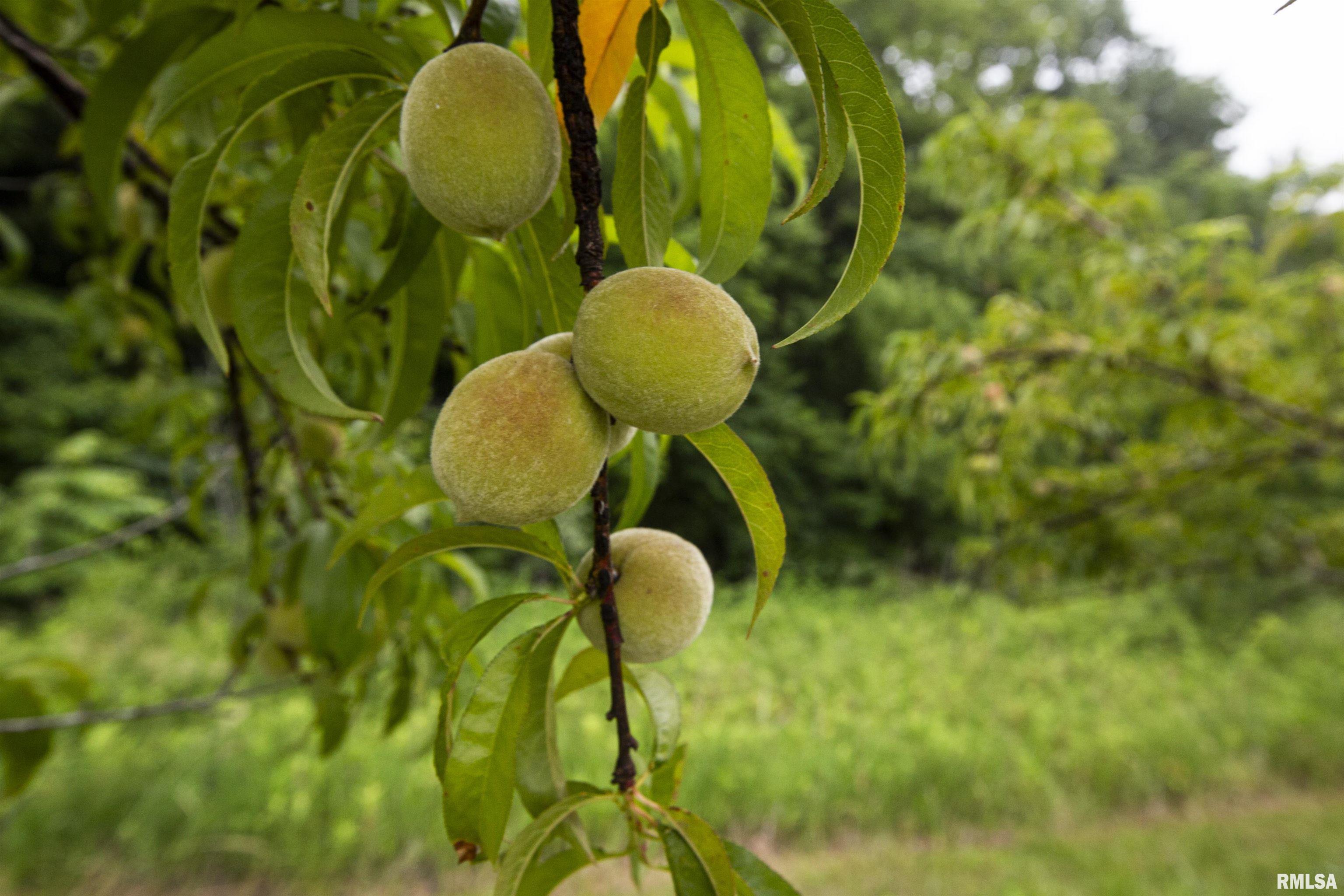 0 West Timber Road Mapleton, IL 61547 - Photo 18 of 56