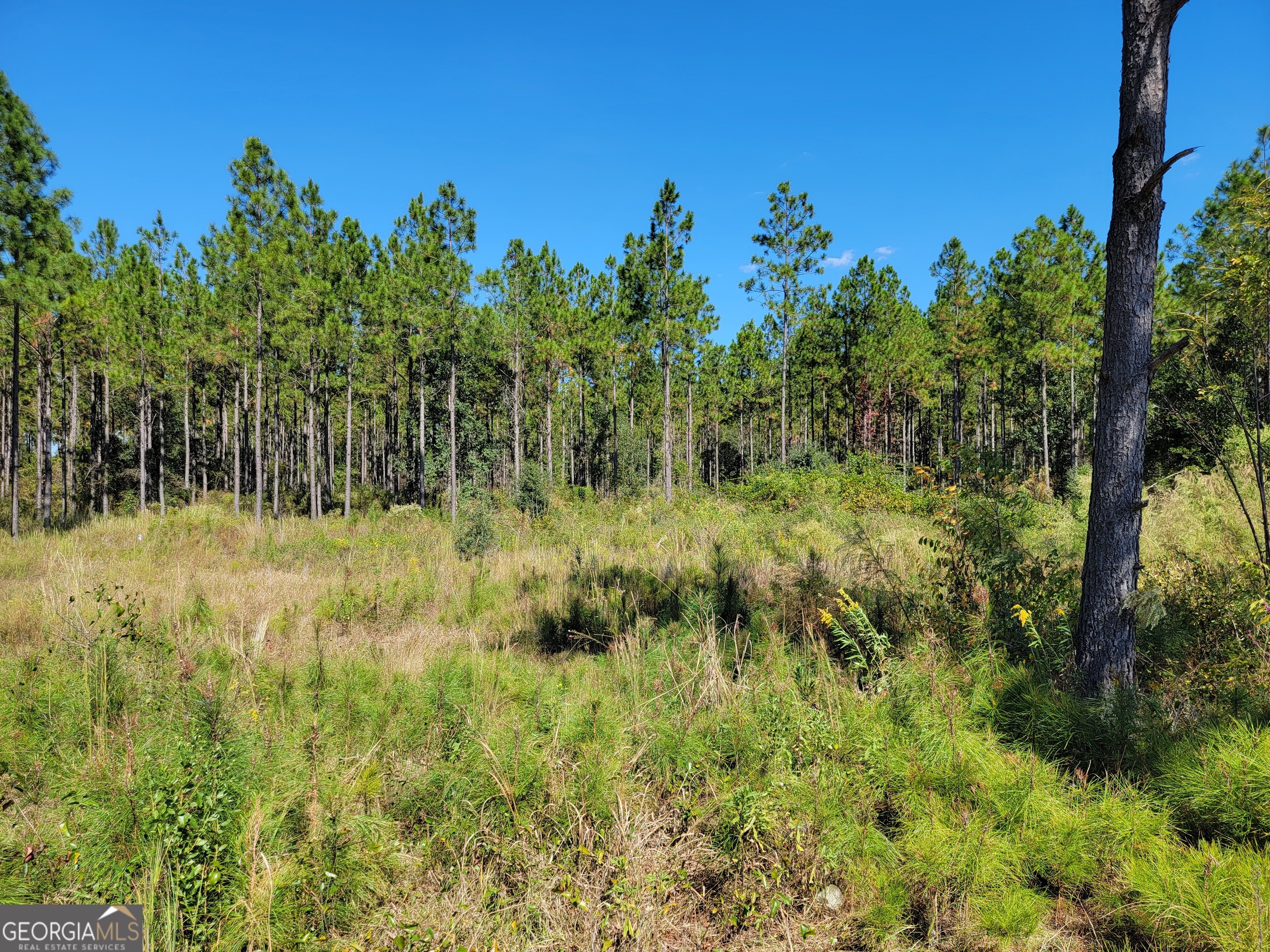 0 Tuton Road Baconton, GA 31716 - Photo 1 of 6