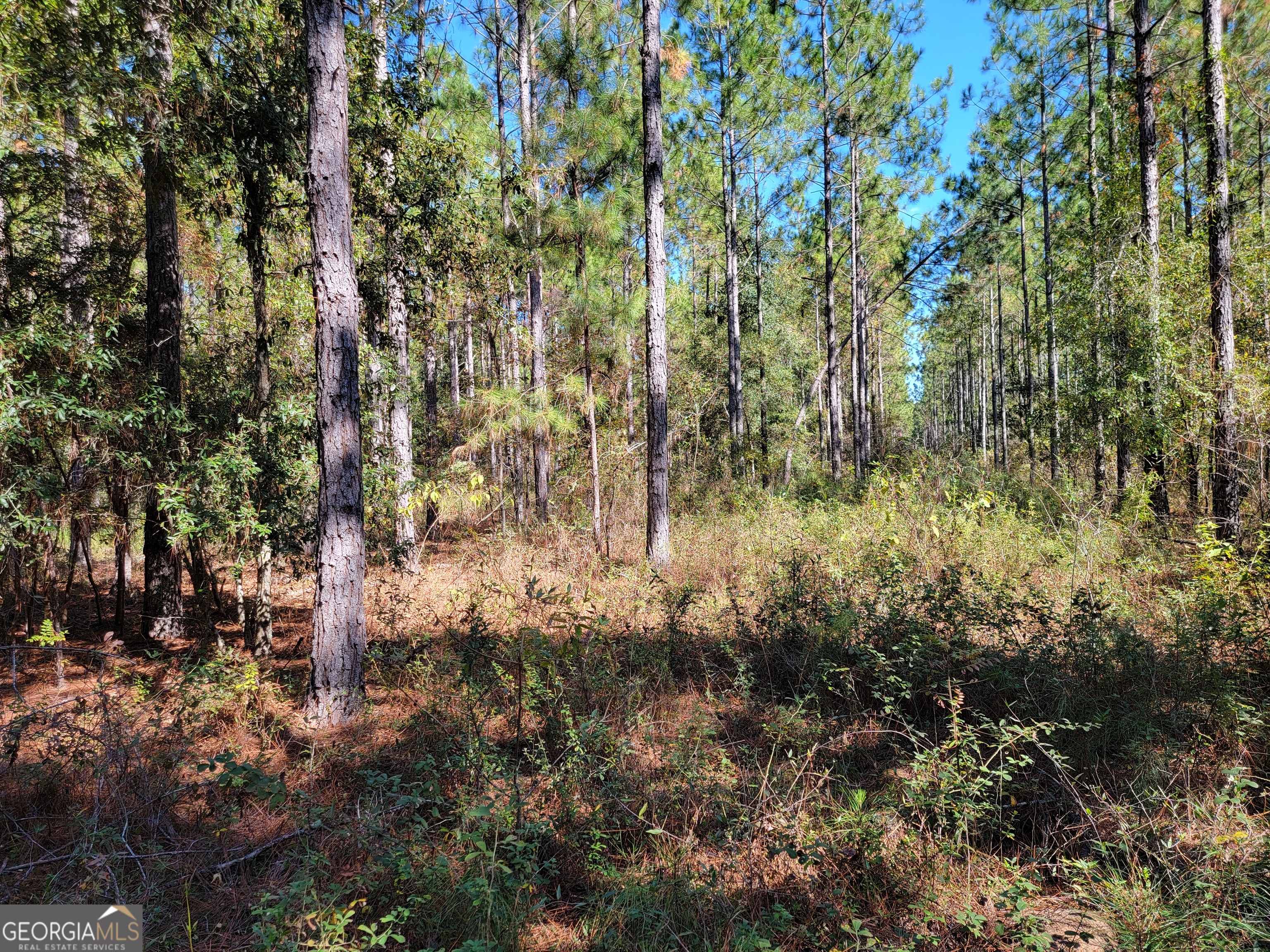 0 Tuton Road Baconton, GA 31716 - Photo 3 of 6