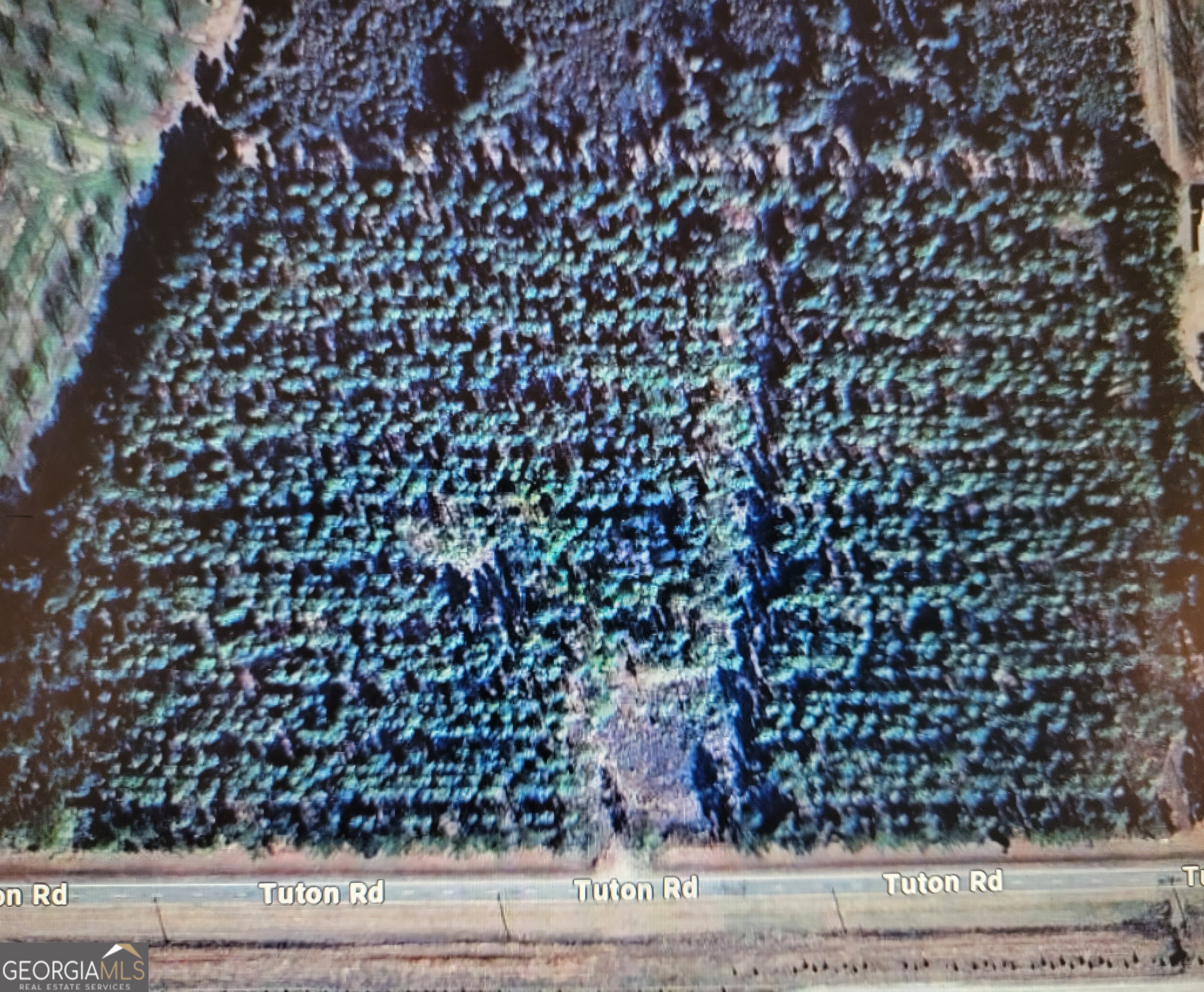 0 Tuton Road Baconton, GA 31716 - Photo 4 of 6