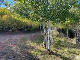 800 Homestead Road Road Cokeville, WY 83114 - Photo 45 of 49 Mature deciduous trees with light bark, natural ground cover, and a clear sky