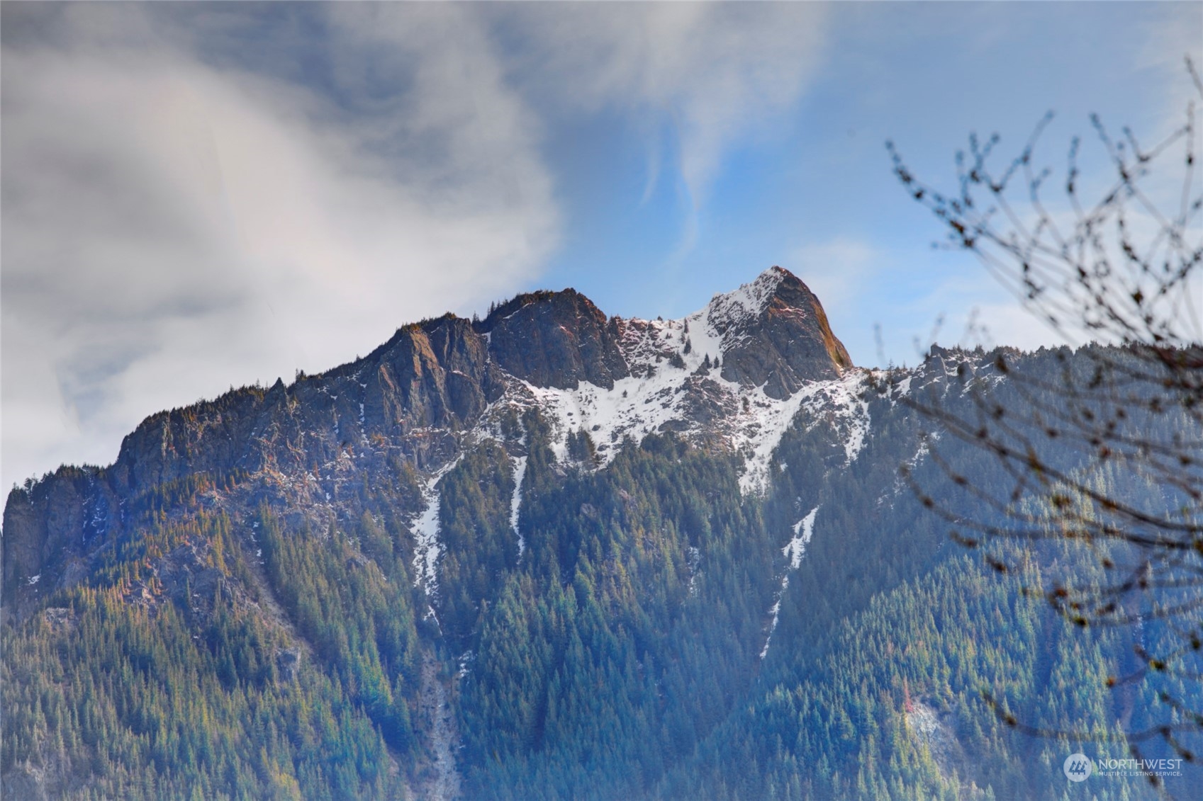 925 Riverside Drive Southeast North Bend, WA 98045 - Photo 29 of 30 a view of a dry tree in a yard