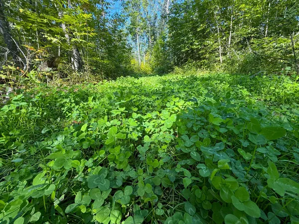 $479,000 | Xxx 60th Avenue, Wahkon, MN 56386
