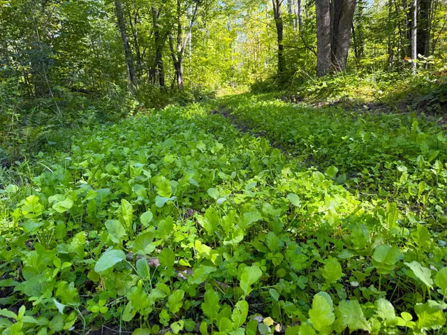 $479,000 | Xxx 60th Avenue, Wahkon, MN 56386