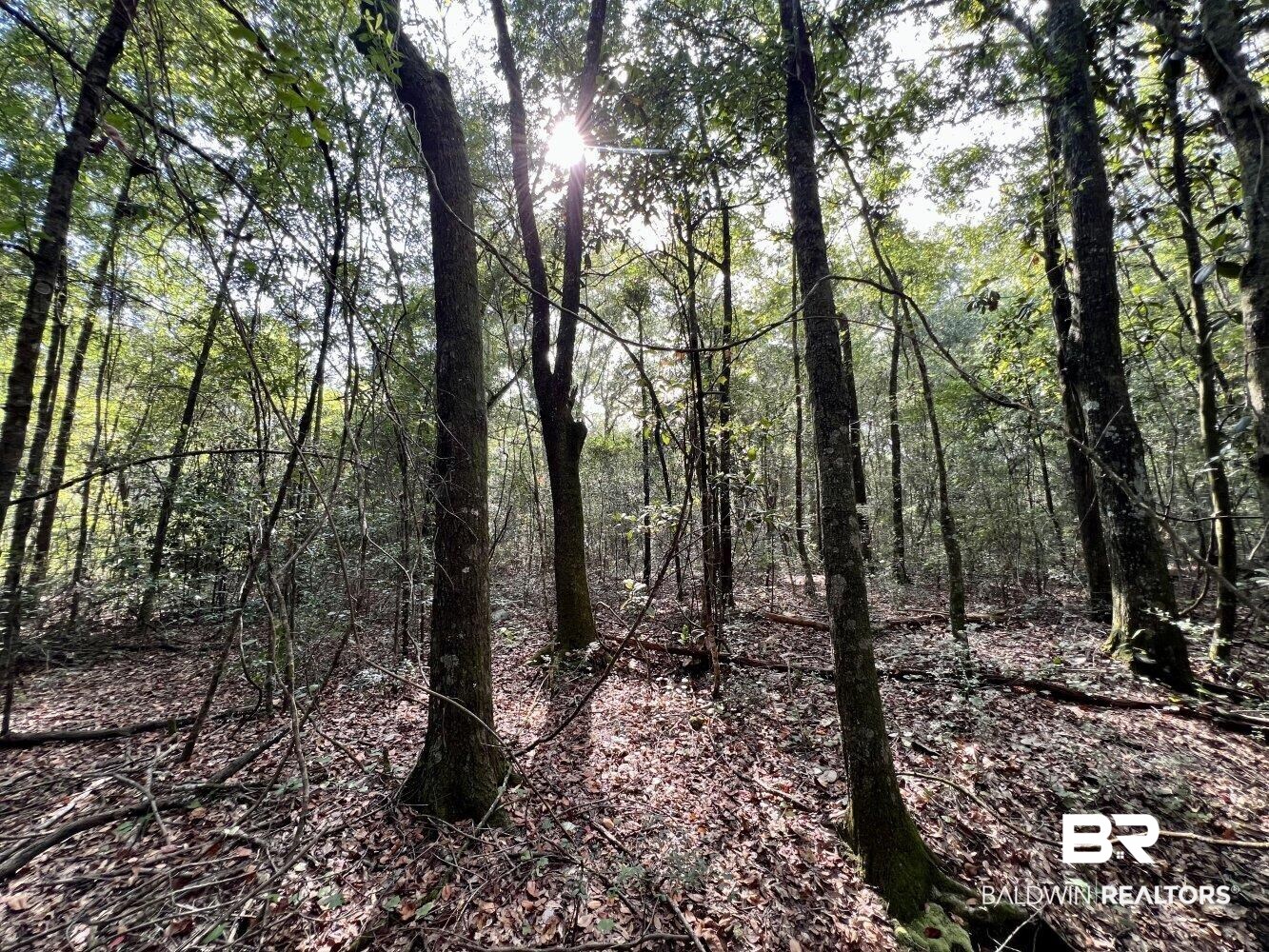 0 Bear Fork Road Mobile, AL 36618 - Photo 23 of 50