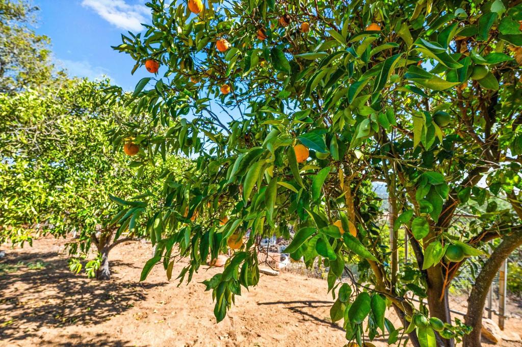 3730 Poppy Lane Fallbrook, CA 92028 - Photo 63 of 75 a view of a tree