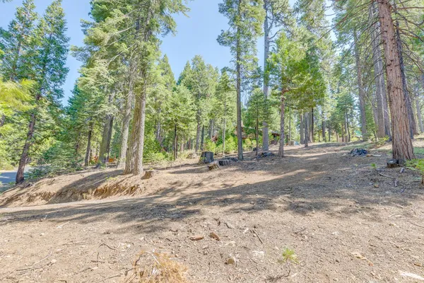 a view of backyard with tree