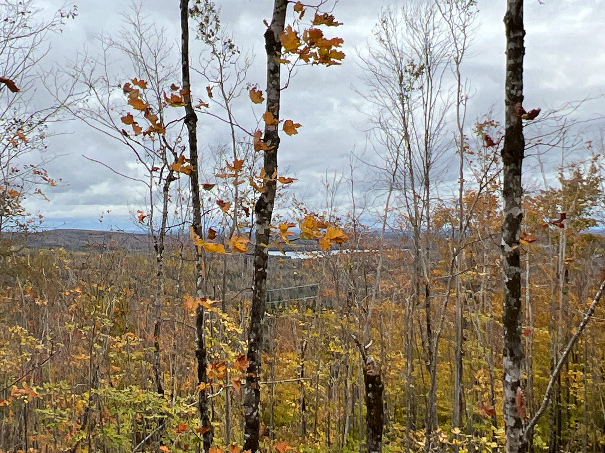 Lot 4 Nelson Road Oakfield, ME 04763 - Photo 3 of 19 Photo Oct 16 2023, 1 17 47 PM