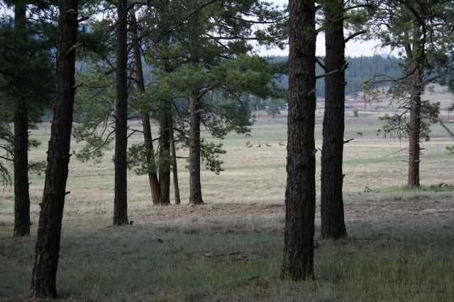 2267 Alpine Az 85920 Alpine, AZ 85920 - Photo 2 of 5
