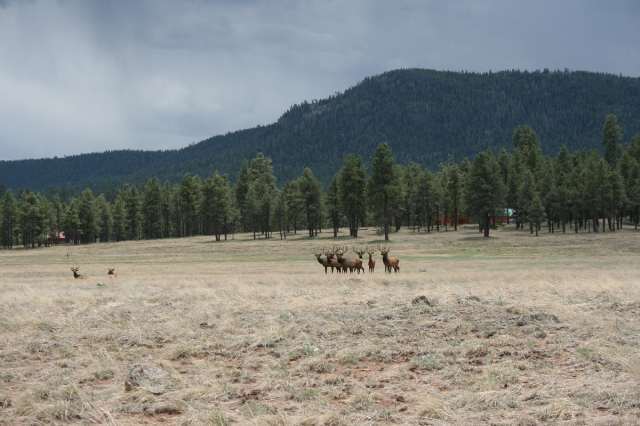 2267 Alpine Az 85920 Alpine, AZ 85920 - Photo 3 of 5