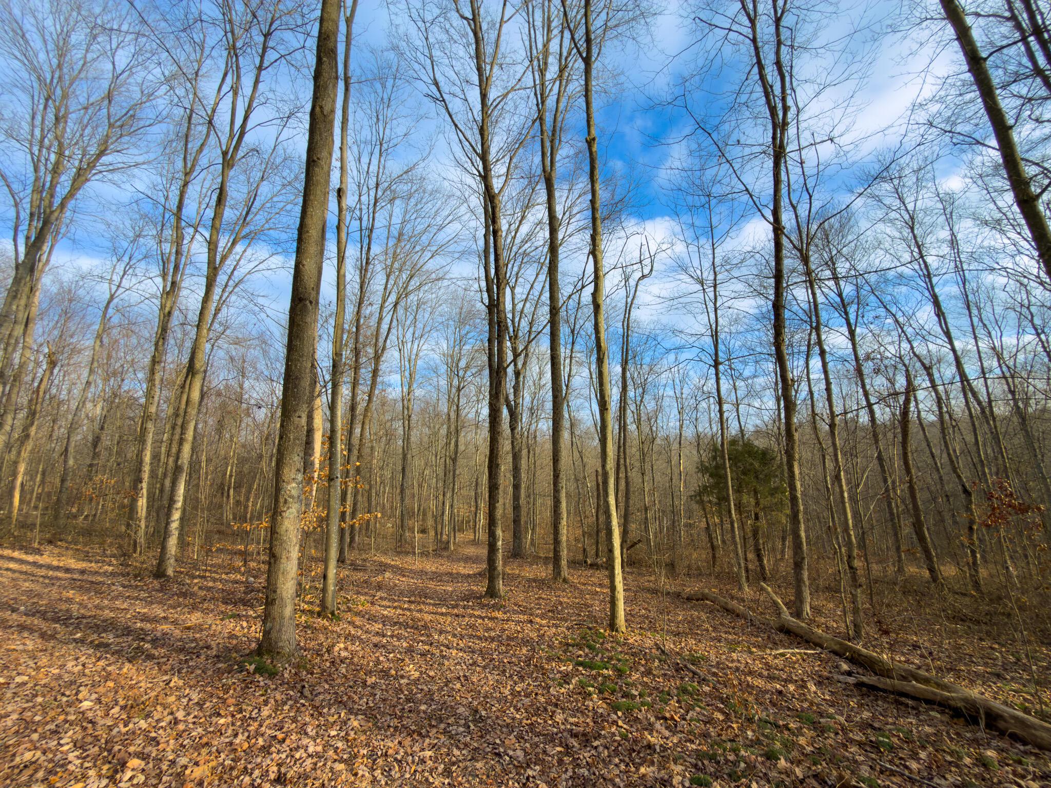 0 Long Fork Road Piketon, OH 45661 - Photo 25 of 37 Long fork rd.-25