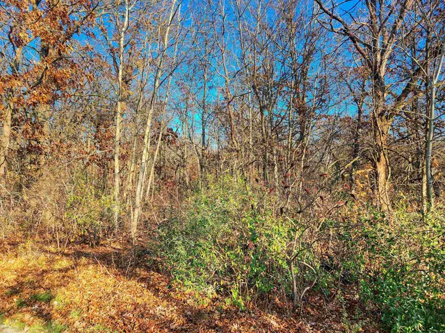 a view of a yard with a tree