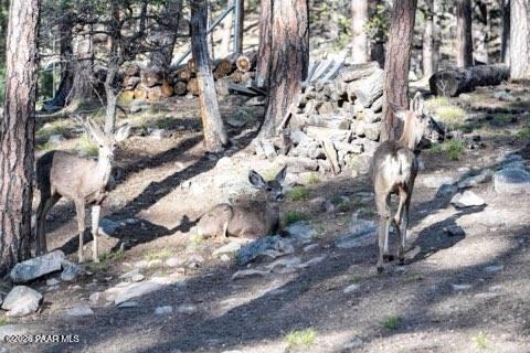 5067 South Big Bug Mesa Road Prescott, AZ 86303 - Photo 56 of 56 Deer