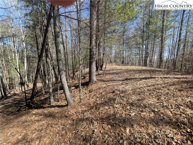 a view of a backyard with large trees
