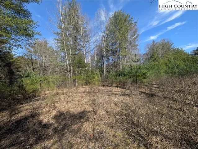 a view of a forest with trees in the background