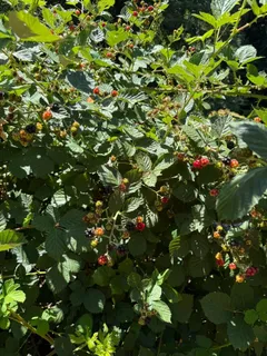 $2,990,000 | 23185 Old Santa Cruz Highway, Los Gatos, CA 95033