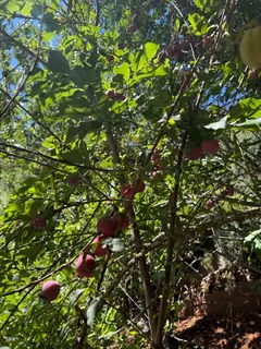 $2,990,000 | 23185 Old Santa Cruz Highway, Los Gatos, CA 95033