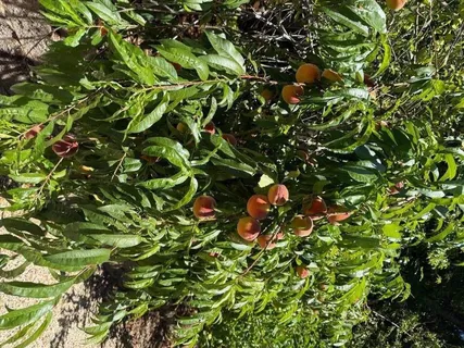 $2,990,000 | 23185 Old Santa Cruz Highway, Los Gatos, CA 95033