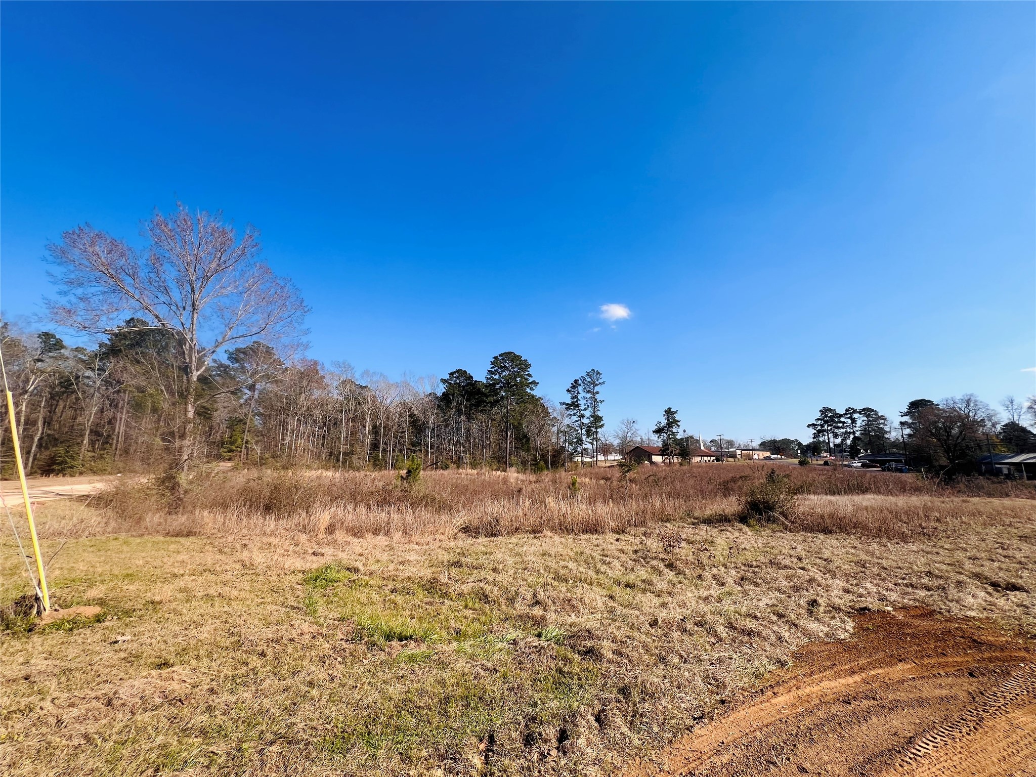 495 Rice Street Hemphill, TX 75948 - Photo 8 of 10 a view of a dry yard with trees