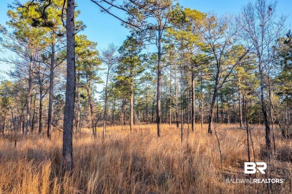 0 Private Road Millry, AL 36558 - Photo 28 of 50