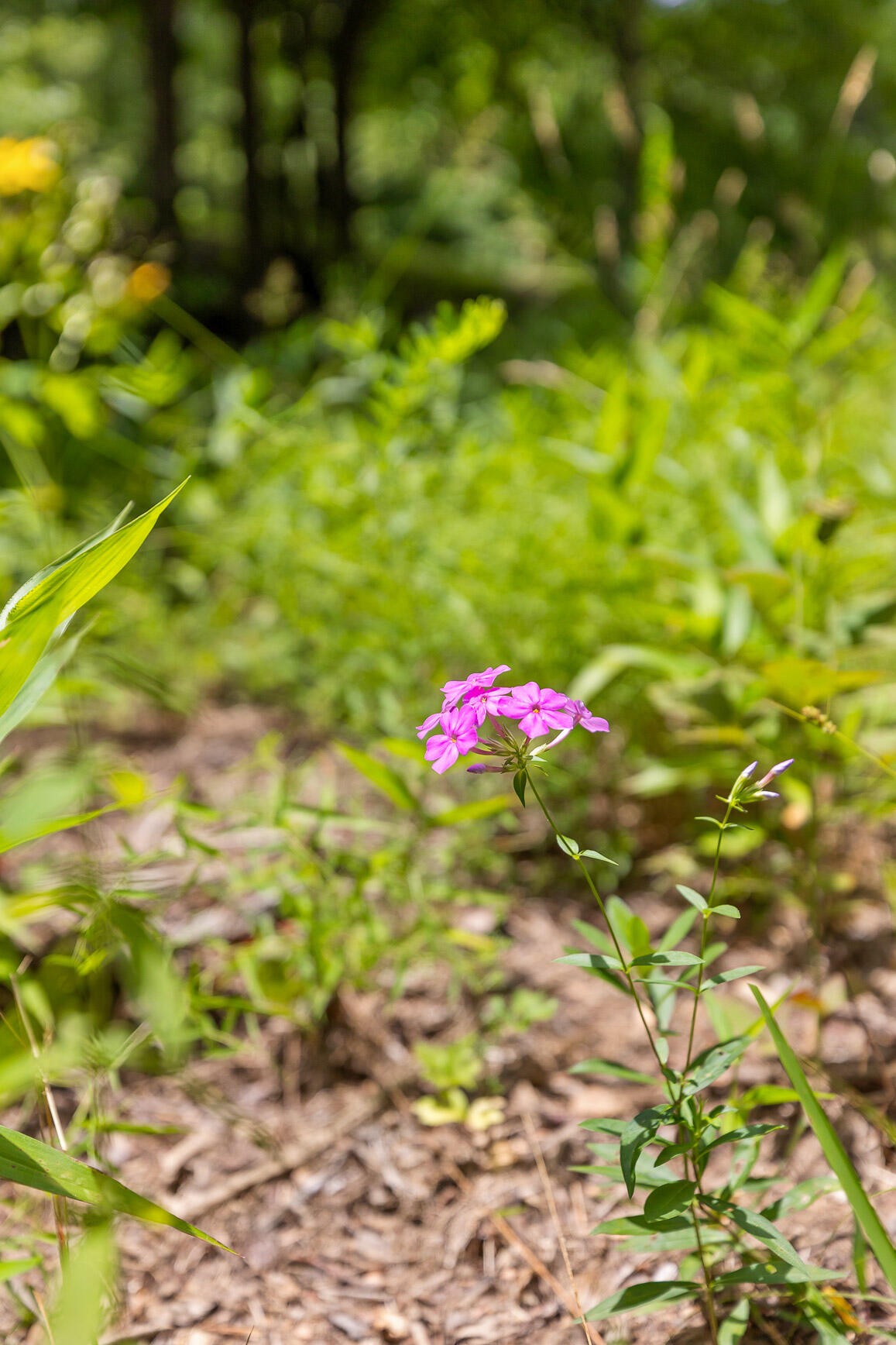 27 Highway 157 Rising Fawn, GA 30738 - Photo 19 of 24 a view of yard