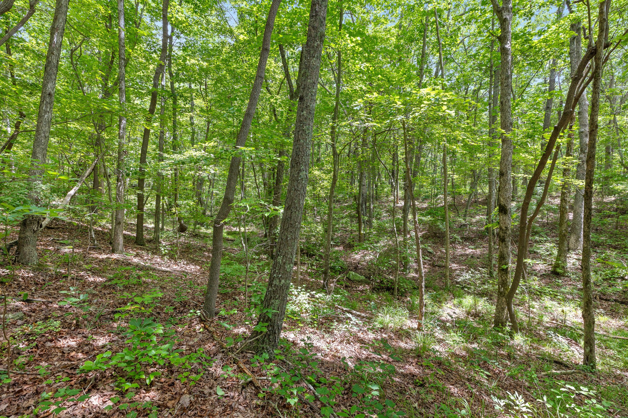 27 Highway 157 Rising Fawn, GA 30738 - Photo 21 of 24 a view of forest