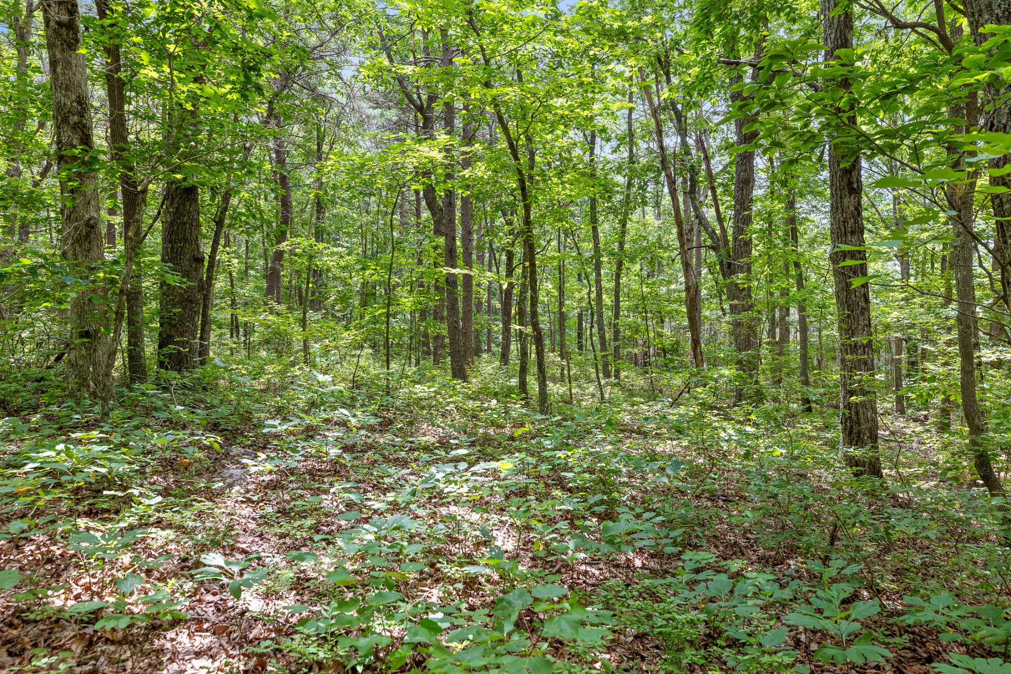 27 Highway 157 Rising Fawn, GA 30738 - Photo 22 of 24 a view of a garden