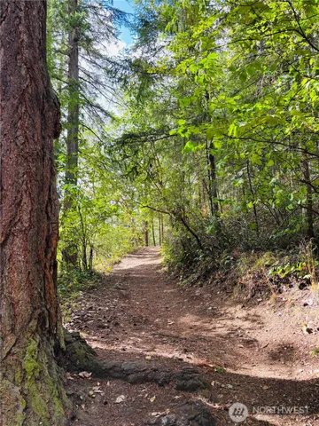 a view of a yard with plants and large trees