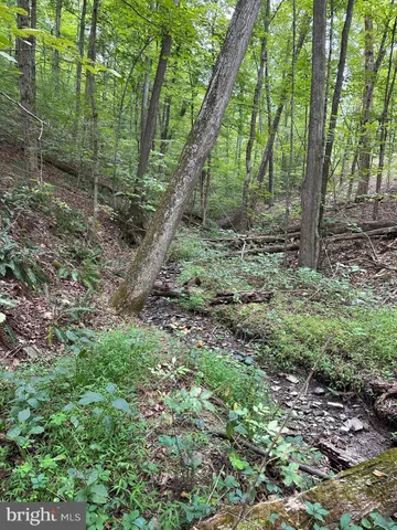 a view of a forest with trees in the background