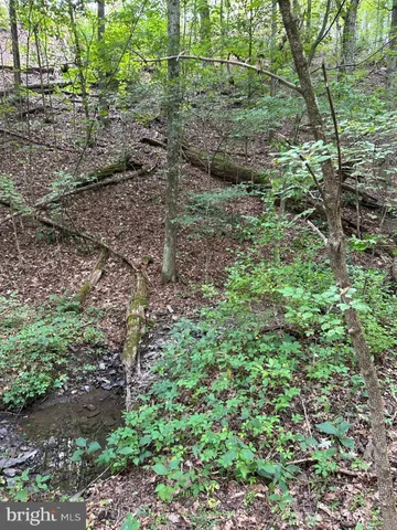 a view of a forest that has large trees