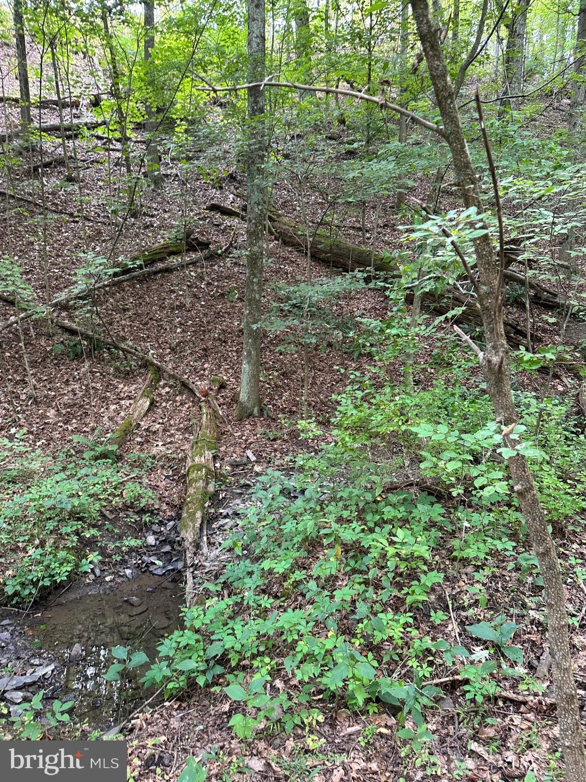 5.65-acres Reynoldsdale Road New Paris, PA 15554 - Photo 3 of 7 a view of a forest that has large trees