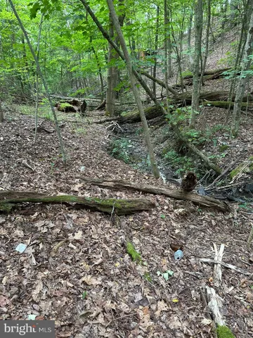 a view of a yard with plants and large trees