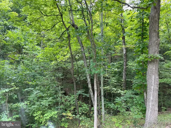 a view of a lush green forest