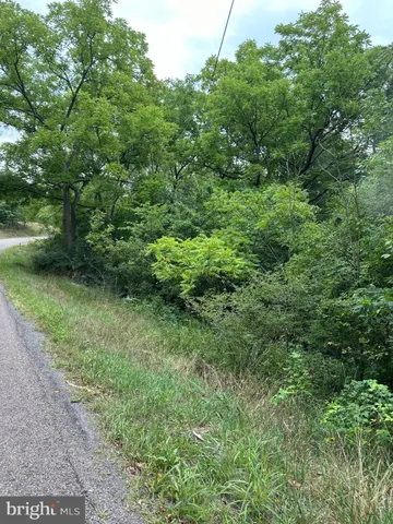 a view of a forest with trees