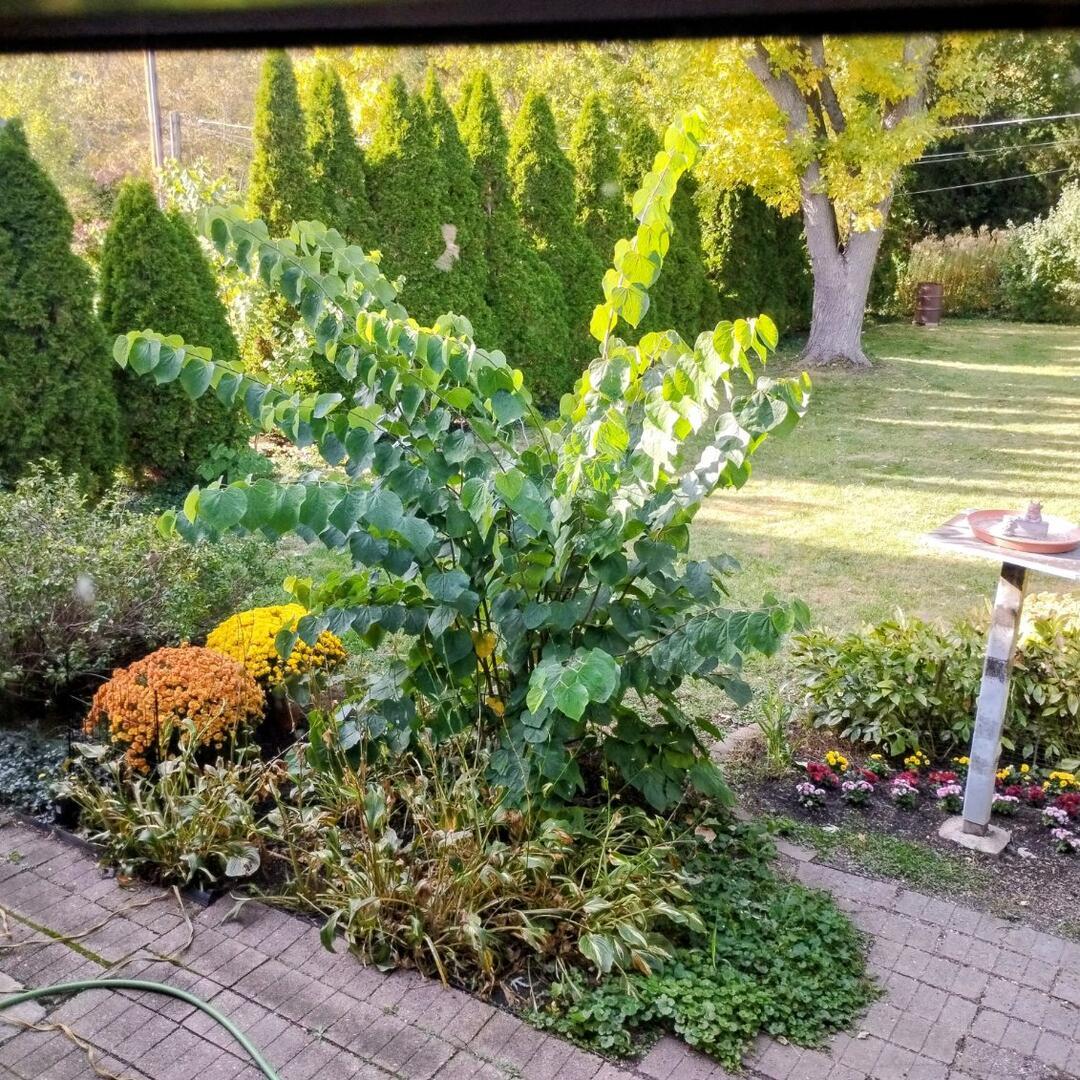 308 Sheldon Avenue Downers Grove, IL 60515 - Photo 27 of 36 a view of a garden with plants and large trees