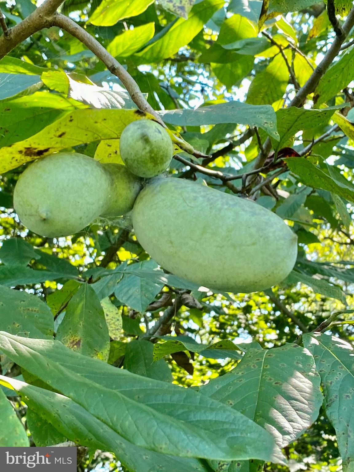 1827 Appleton Road Elkton, MD 21921 - Photo 7 of 28 Beautiful Paw Paw tree