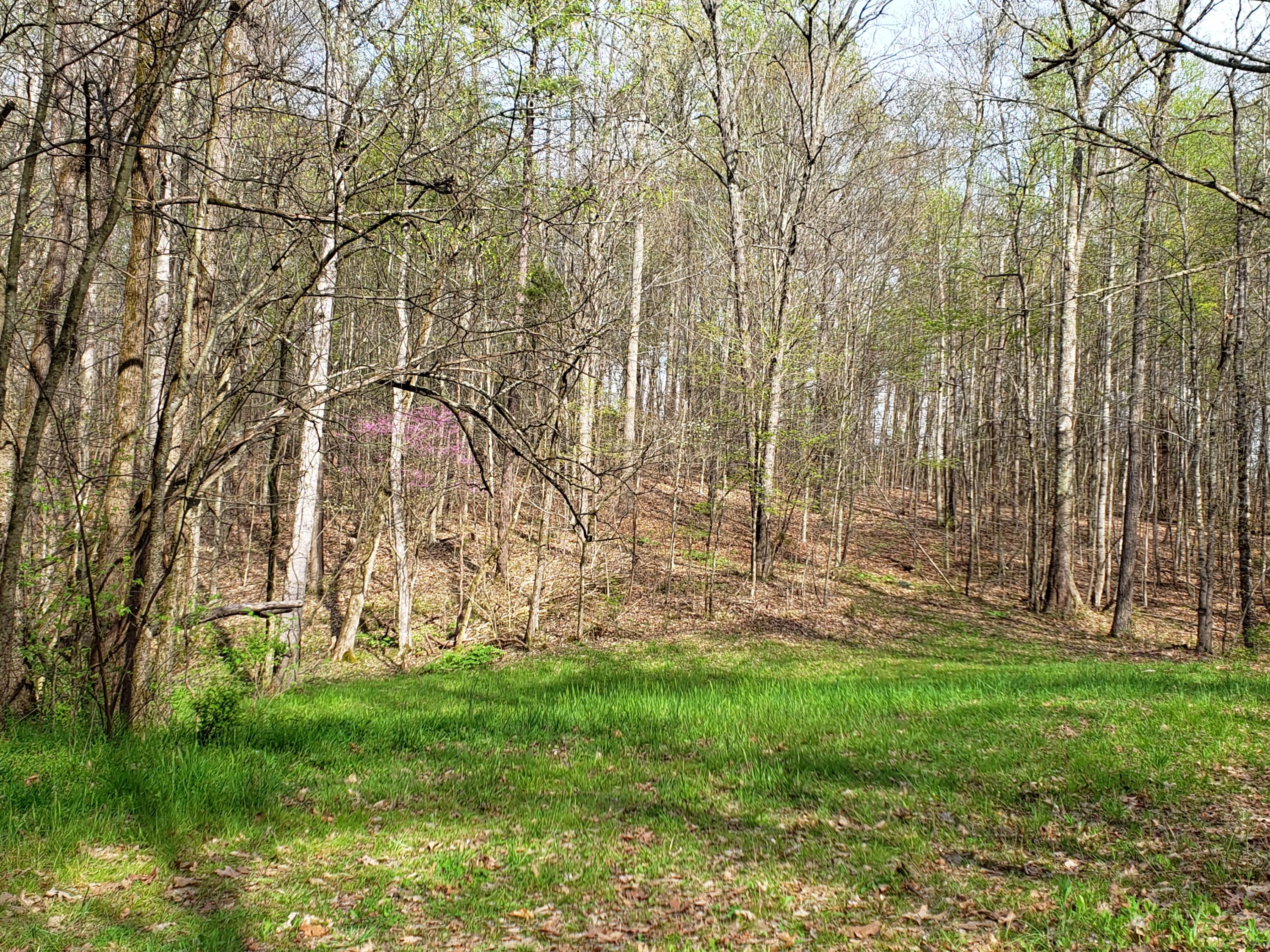 7.02 Carolina Road Dandridge, TN 37725 - Photo 4 of 8 20190411_165518