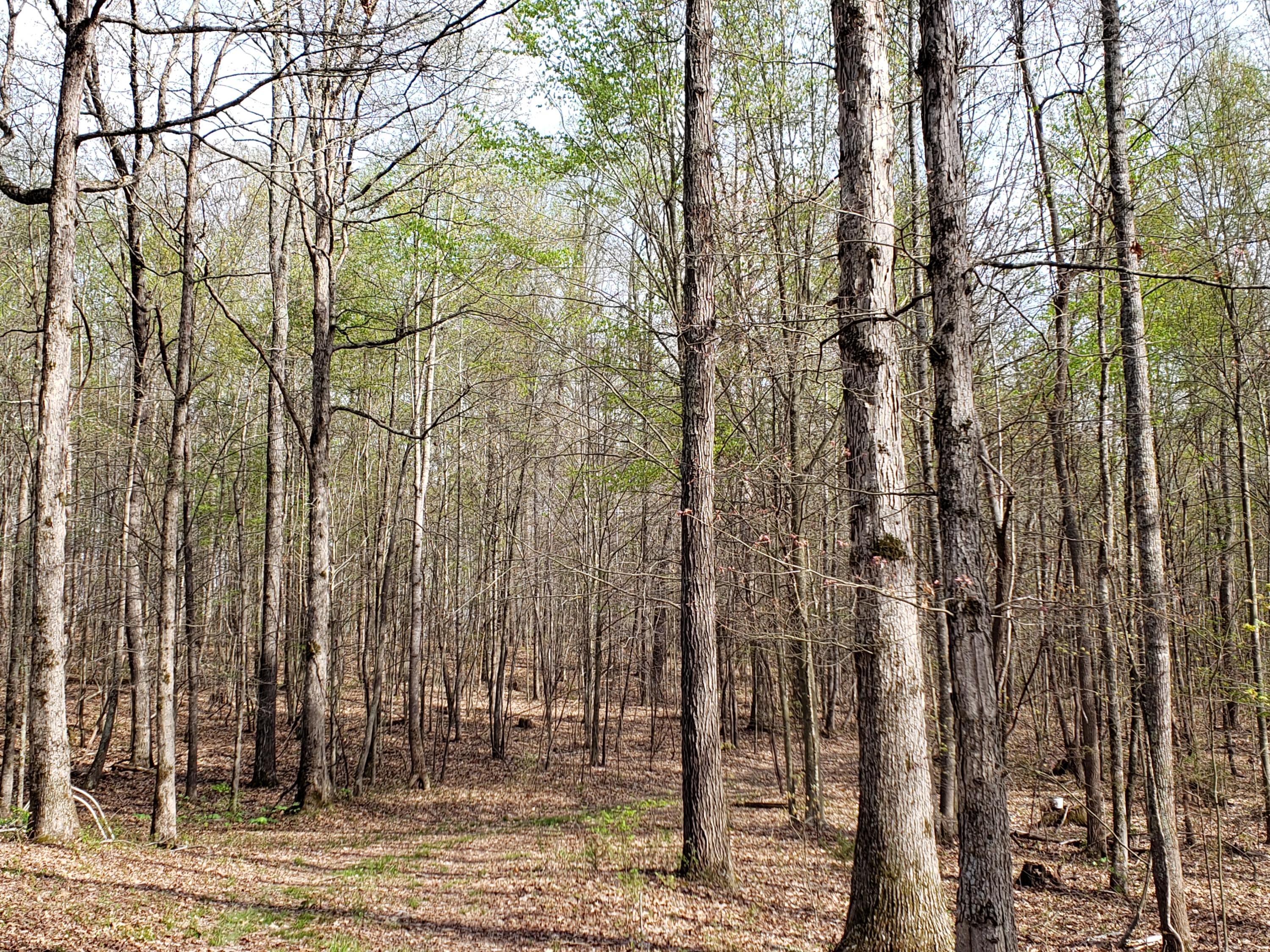 7.02 Carolina Road Dandridge, TN 37725 - Photo 6 of 8 20190411_165532