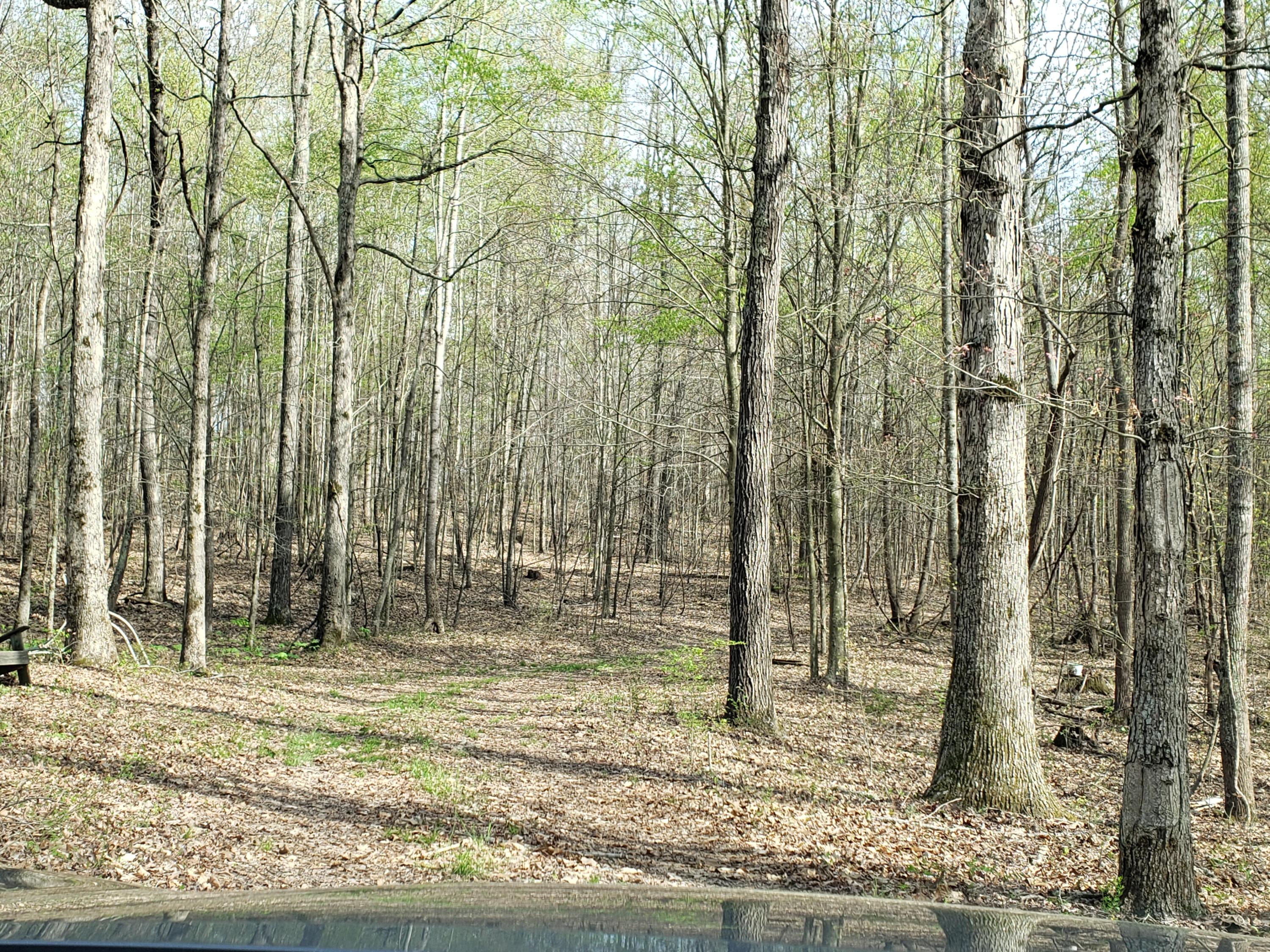 7.02 Carolina Road Dandridge, TN 37725 - Photo 7 of 8 20190411_165539