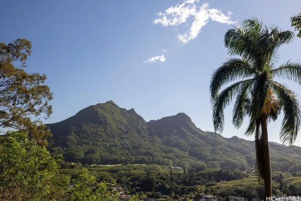a view of a tree with a yard