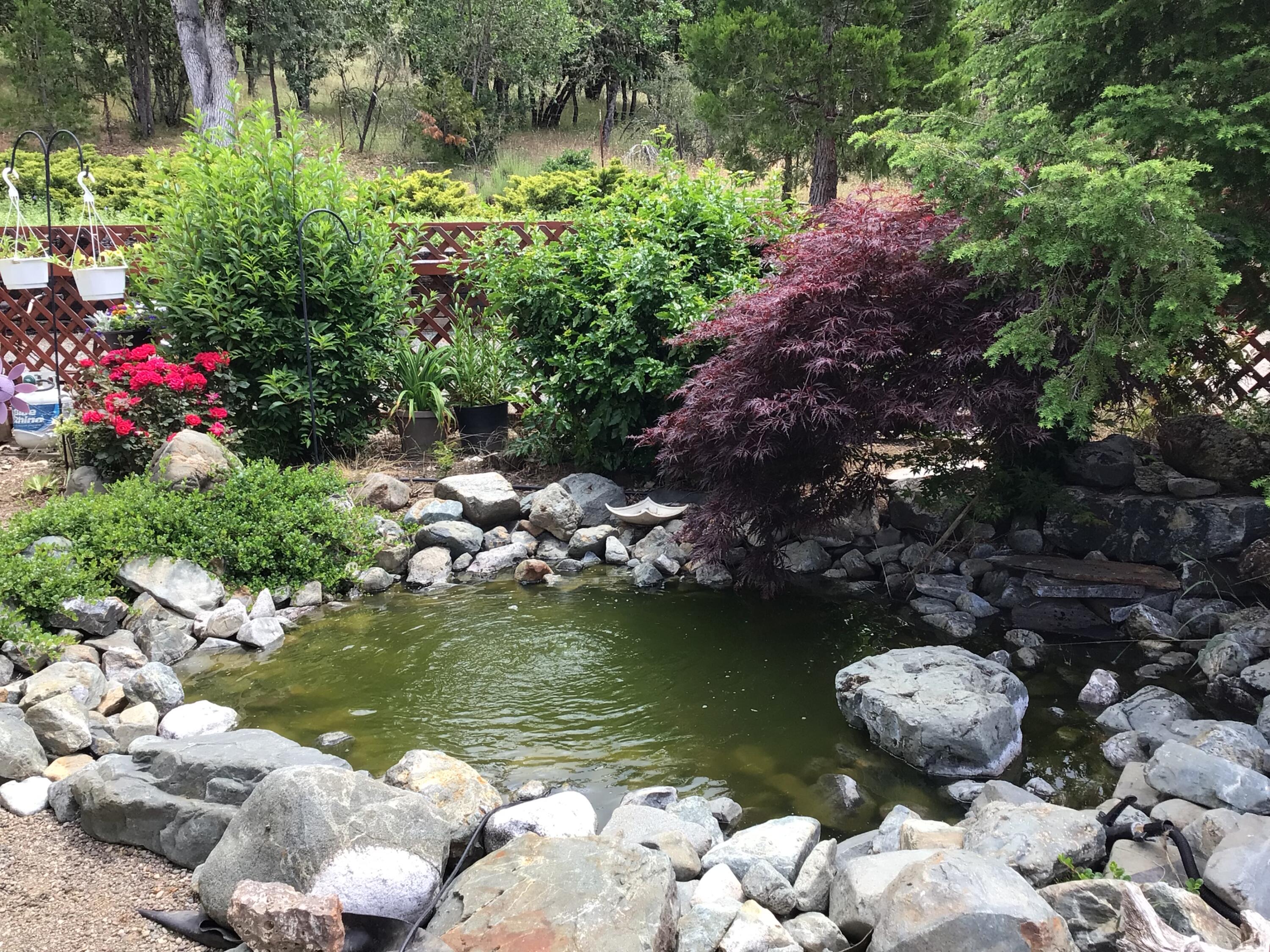 Pond
